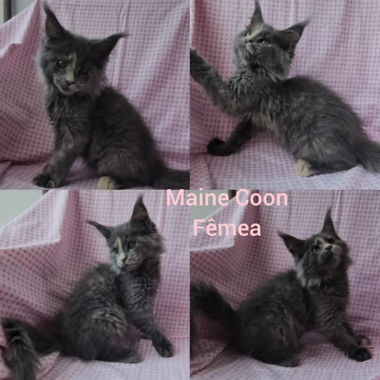 Maine Coon Filhotes - Gatil BSB Cat - Foto 2