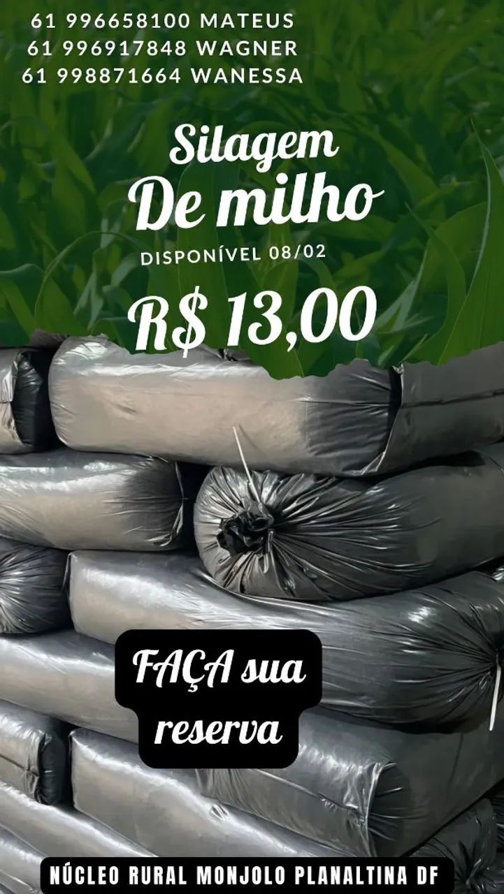 SILAGEM DE MILHO - Foto 5