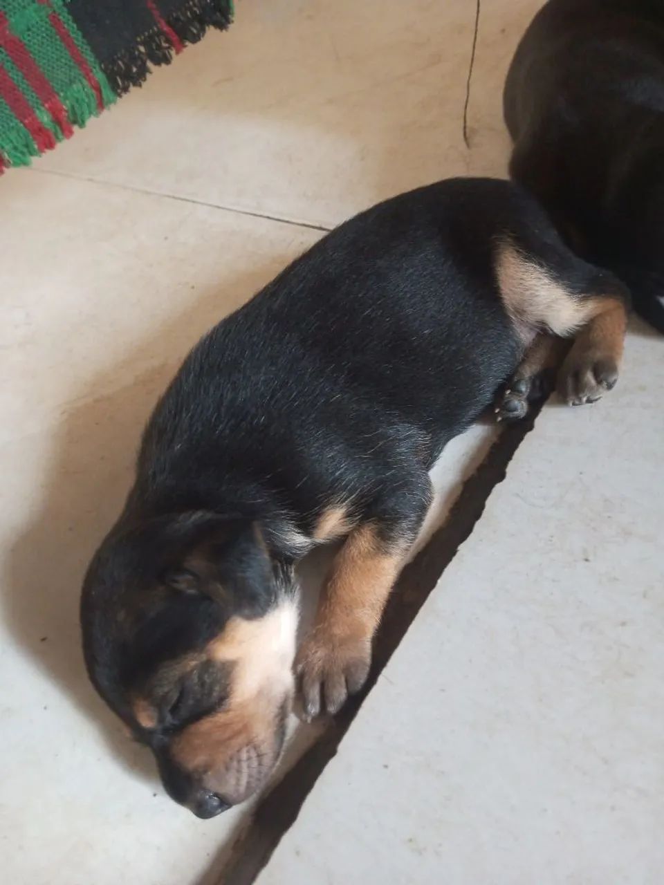 Doguinho pra doar