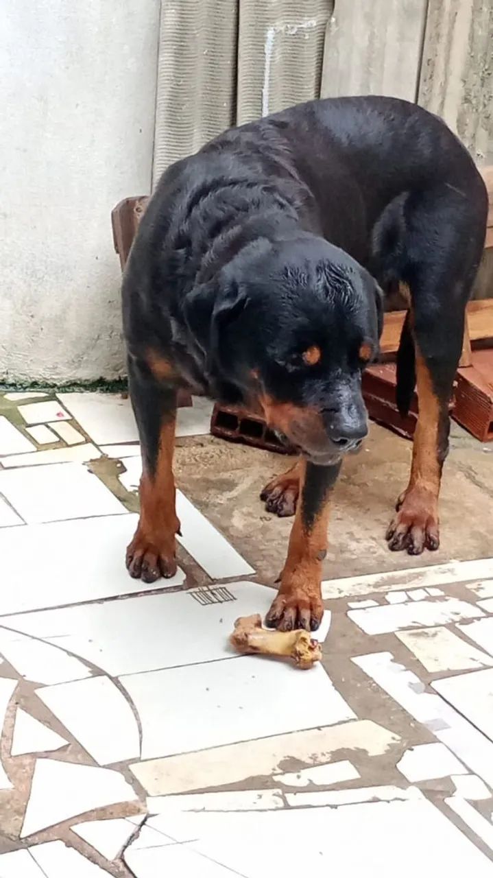 FILHOTES DE  Rottweilers  - Foto 5