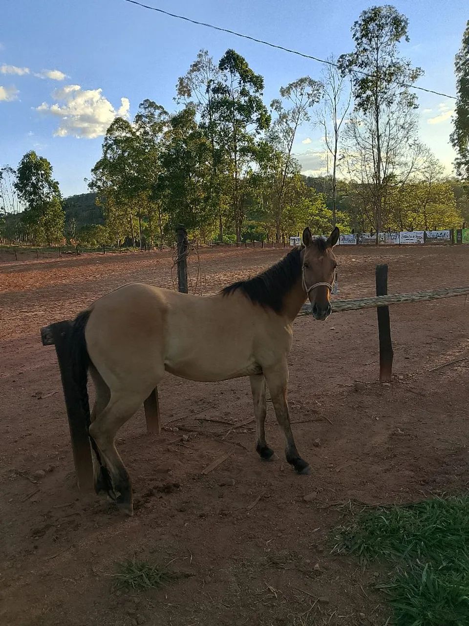 Potra quarto de milha PO  - Foto 2