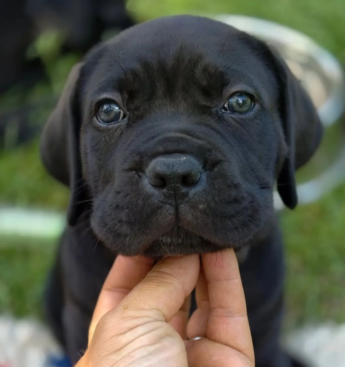 Cane corso - Foto 3