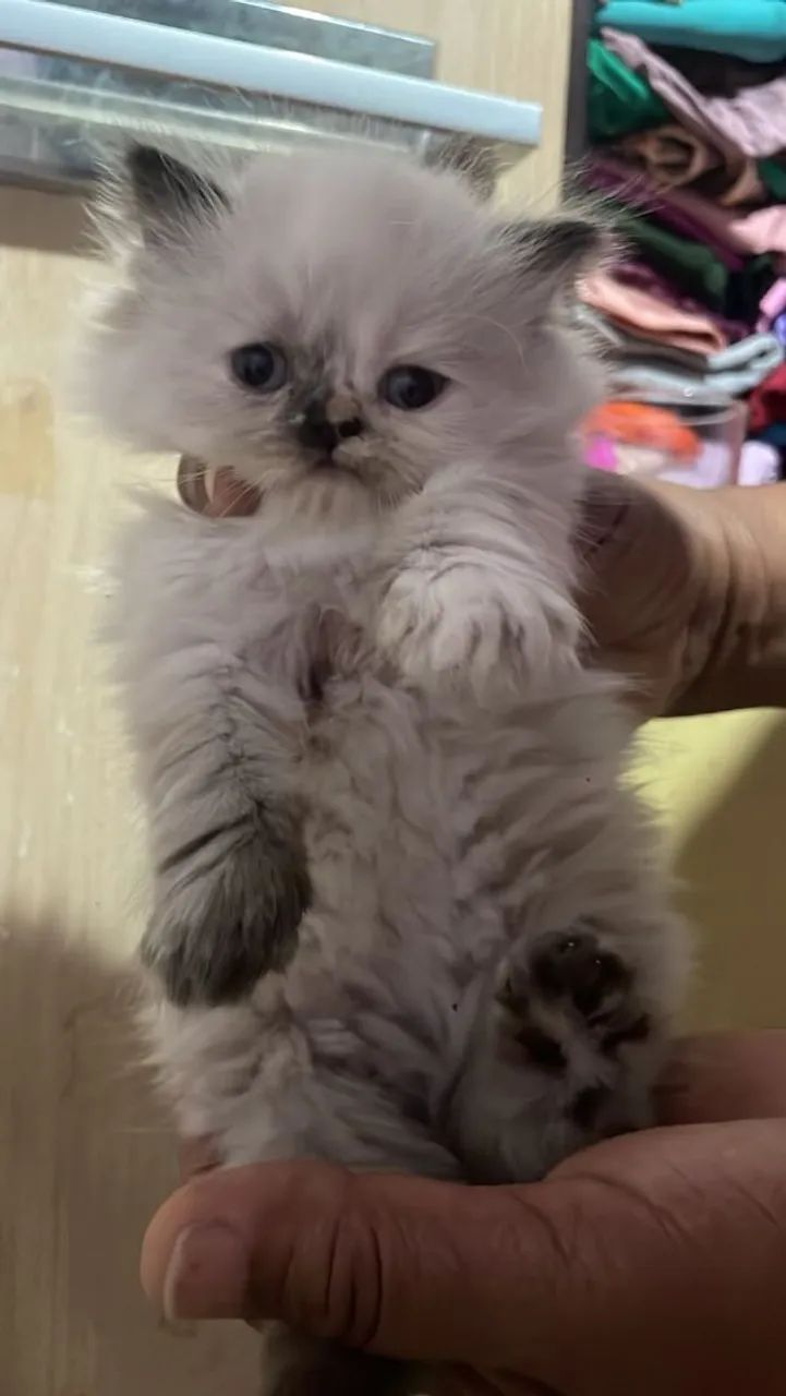 Gato Persa - Foto 2
