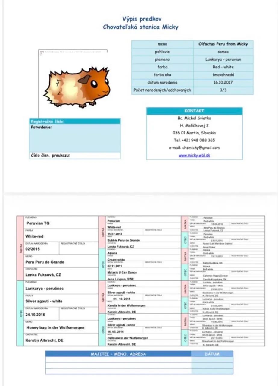 PORQUINHO-DA-ÍNDIA - PERUANO PEDIGREE + MICROCHIP LINHAGEM EUROPEIA IMPORTADA EM 2018 - Foto 4