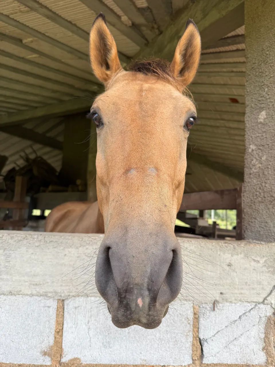 Cavalo quarto de milha  - Foto 4