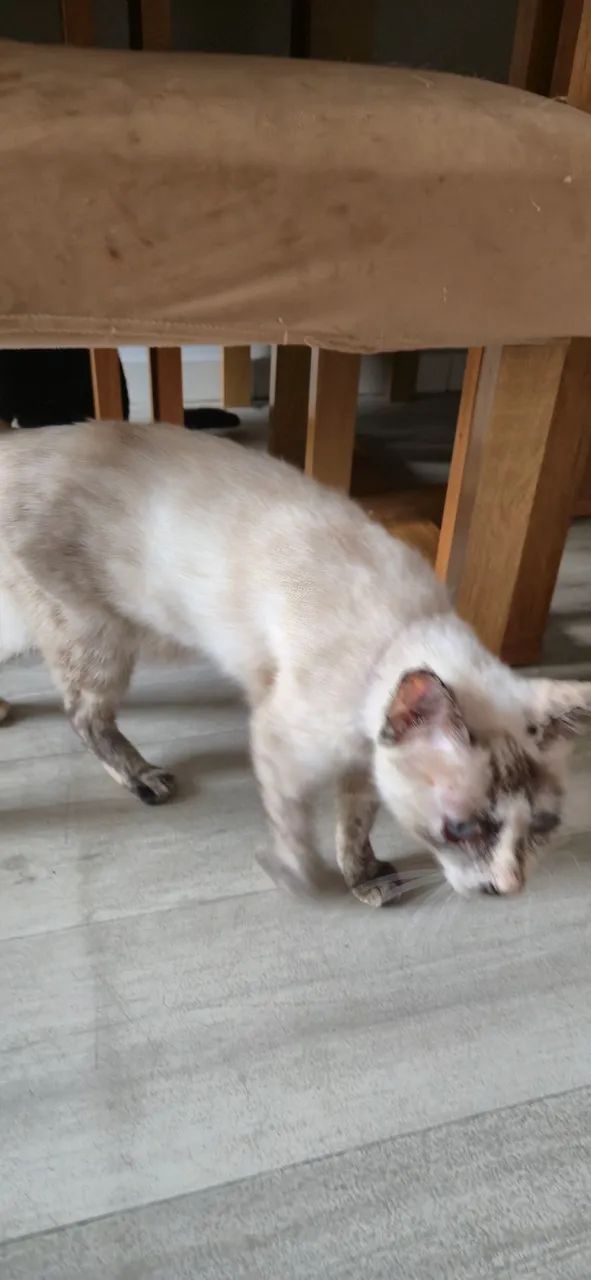 Doação de Gata ( Felipa ) - Foto 3