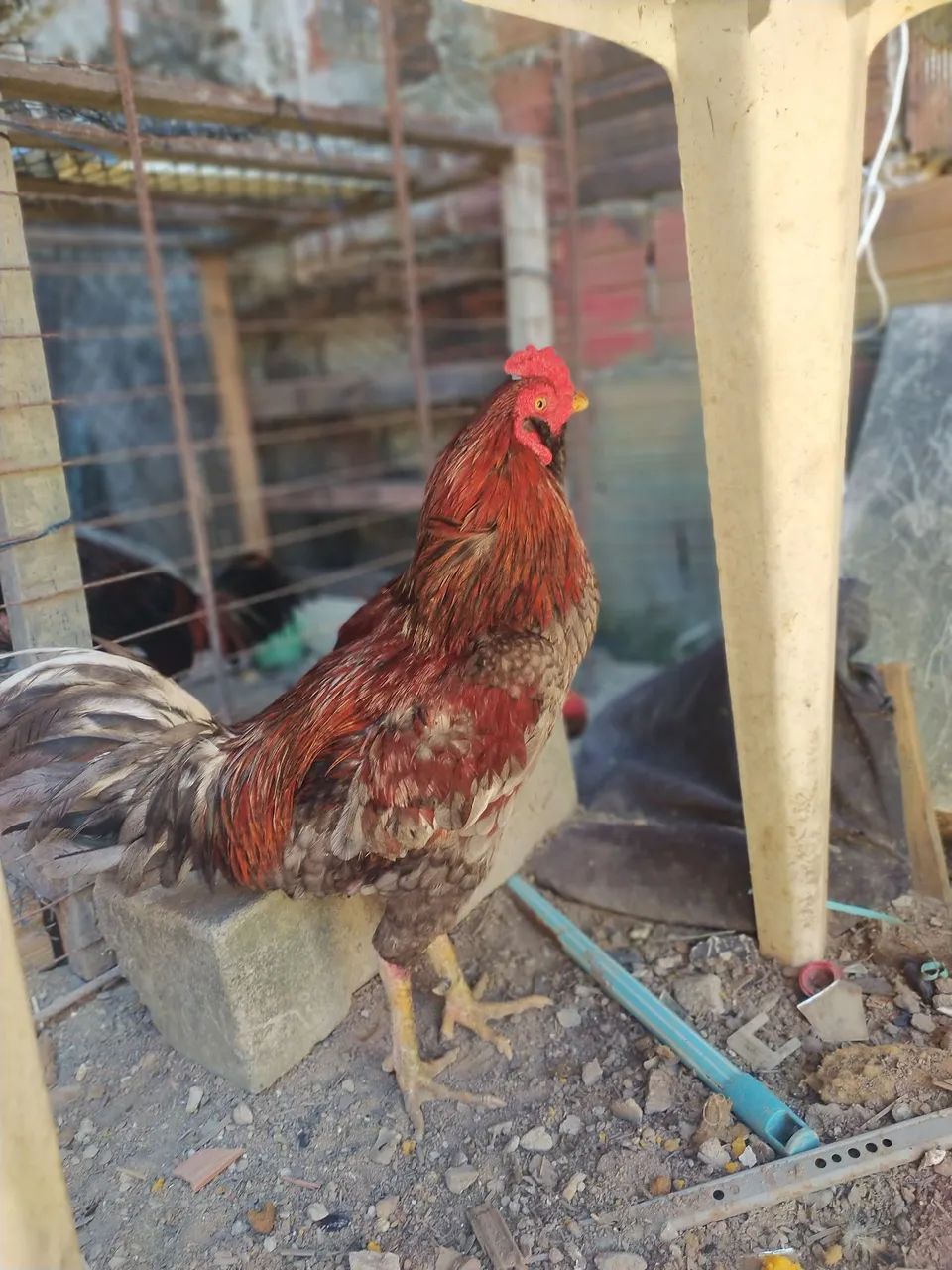 Vendo Galos de raça 