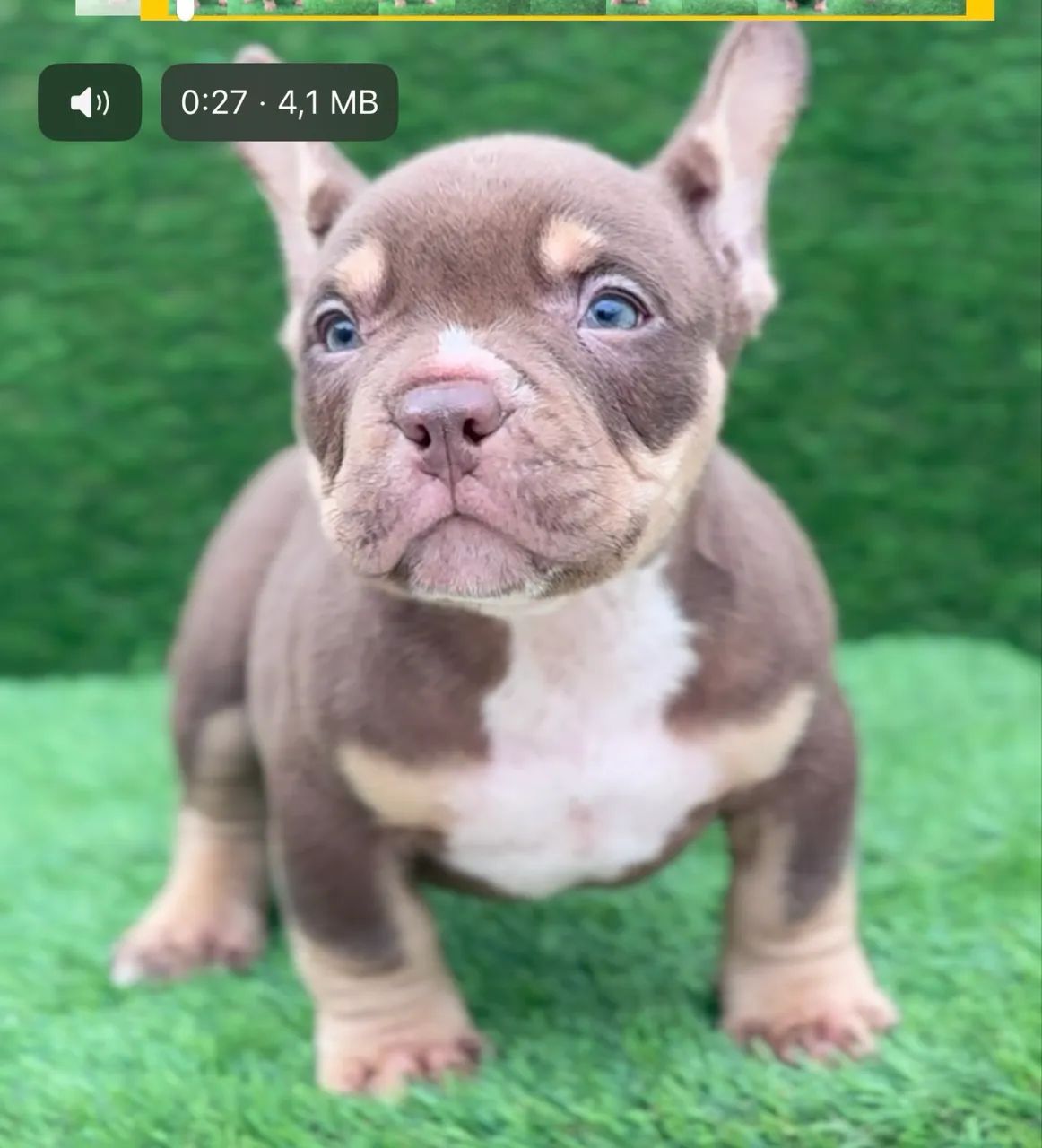 American bully micro 