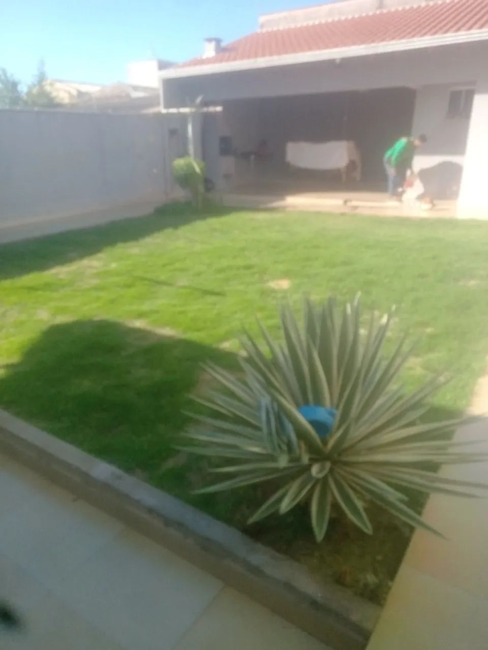 Alex jardinagem (serviços de jardim) - Foto 2