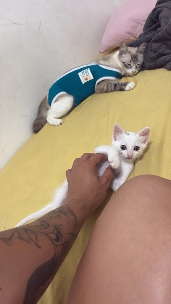 Gato doação  - Foto 6