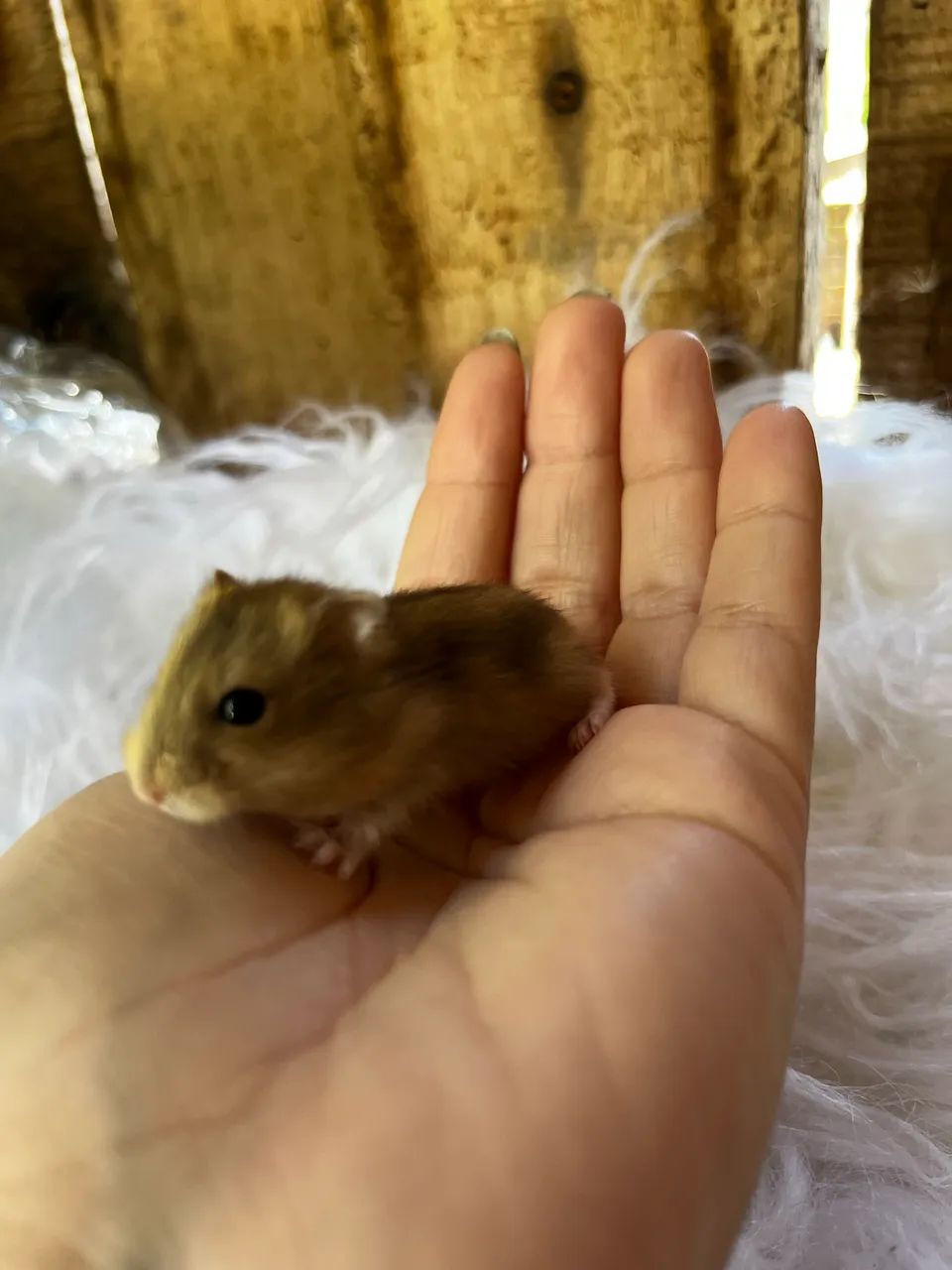 Hamsters - Foto 4