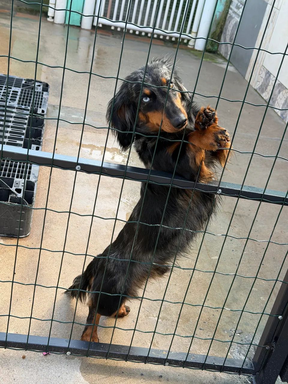 Macho porte mini  - Foto 4