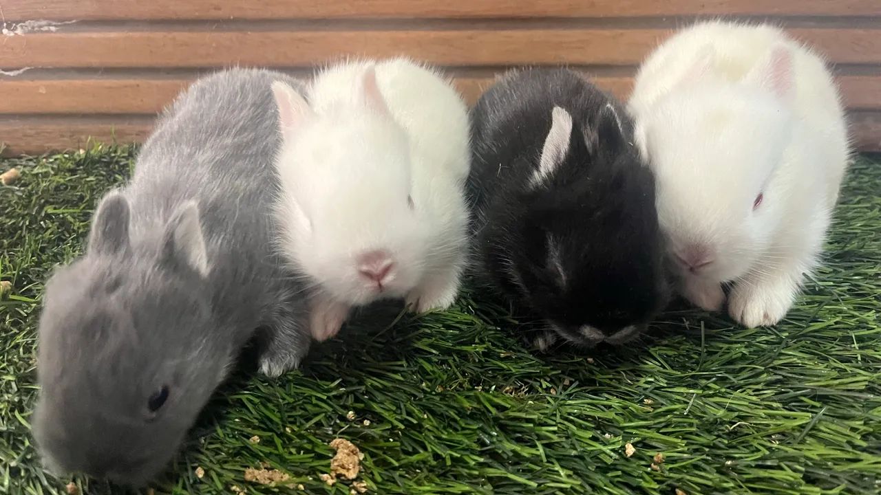 Mini Dwarf Rabbit65568057709443120
