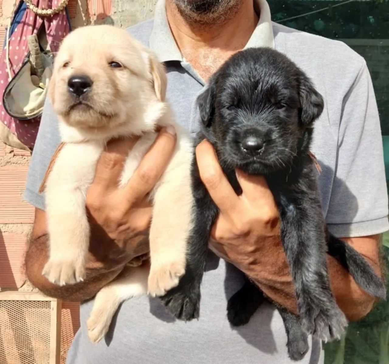 Filhotes de Golden com labrador 