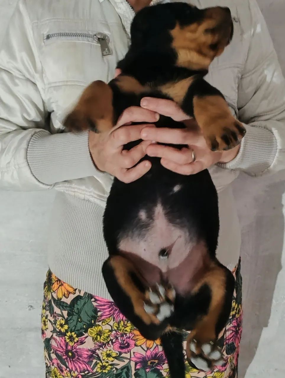 Rottweiler  - Foto 5