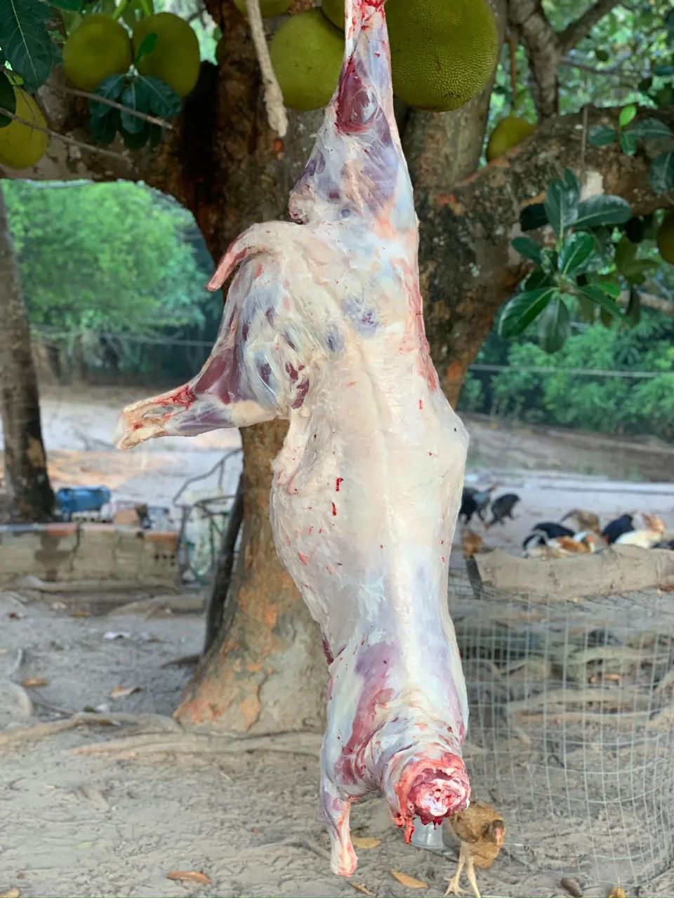 Carneiro fresco  - Foto 3