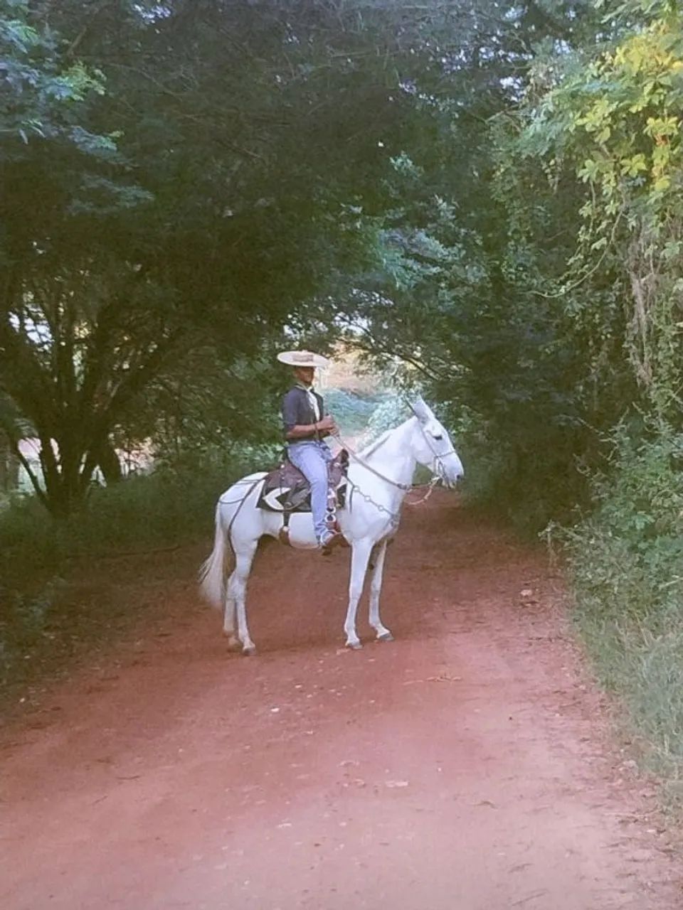 MULA TORDILHA  - Foto 3