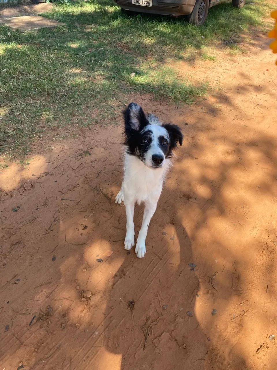 Border collie  - Foto 5