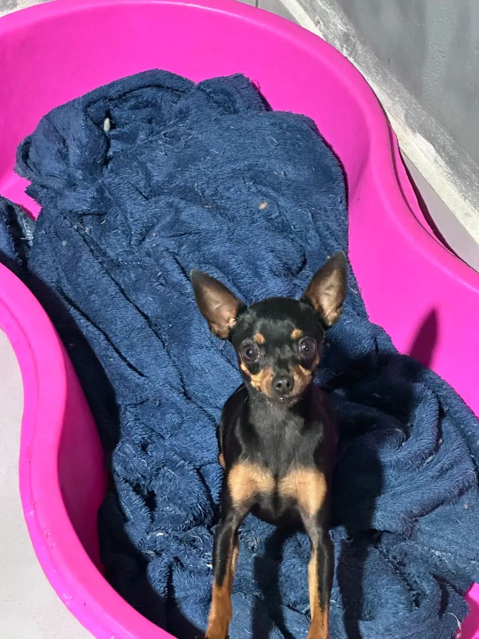 Casal de Pinscher  - Foto 4
