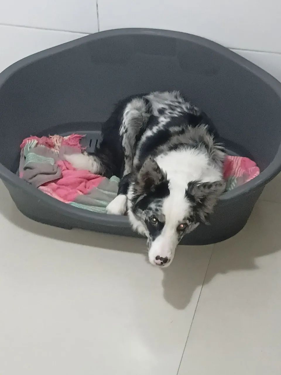 Border Collie  - Foto 2