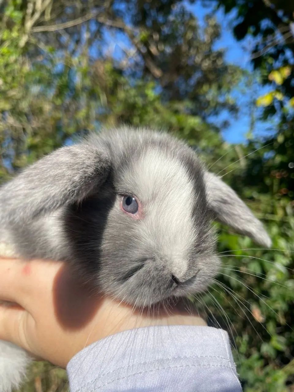 Lindos filhotinhos de mini coelhos  - Foto 2