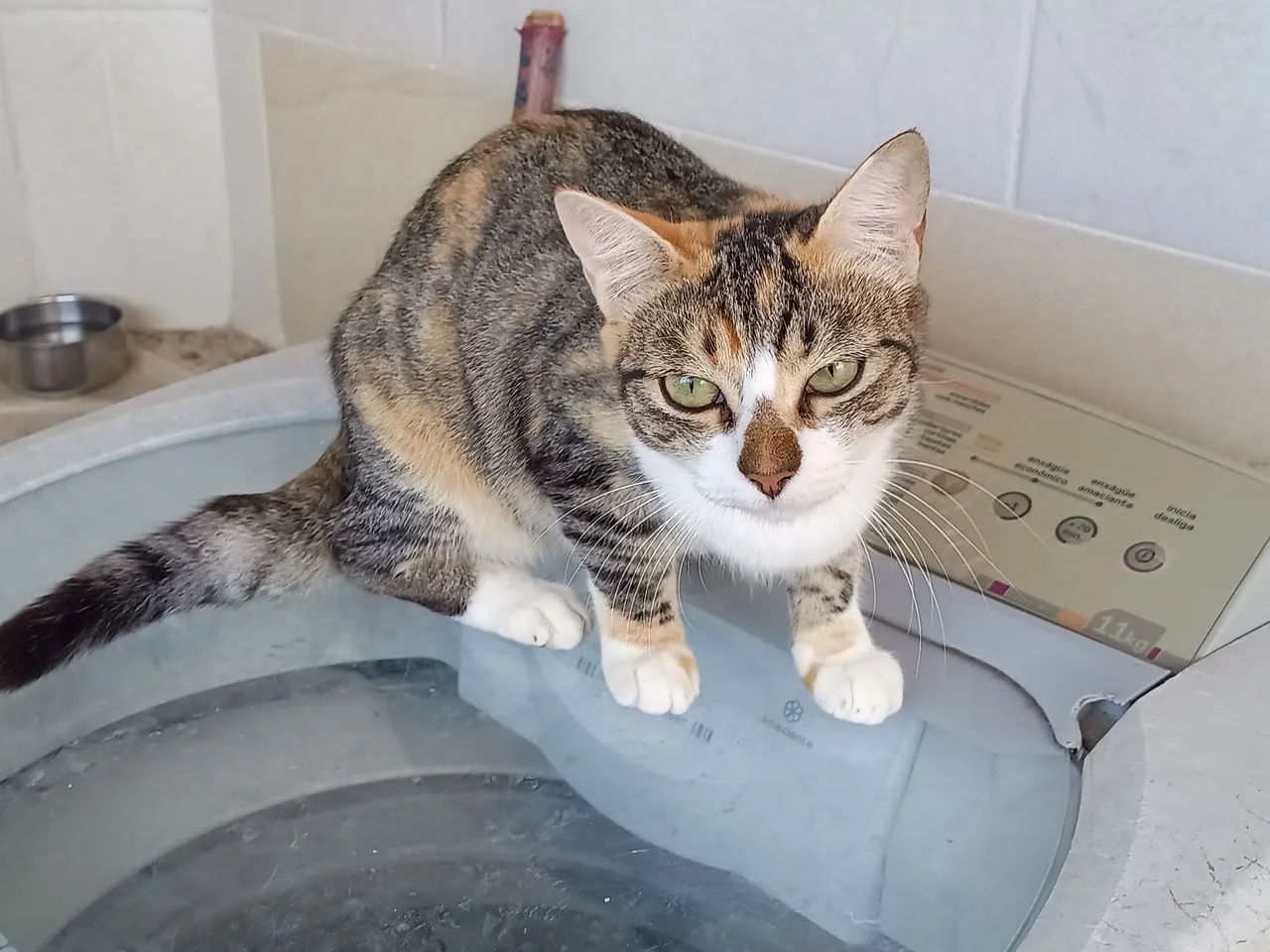 Adoção de animais  - Foto 3