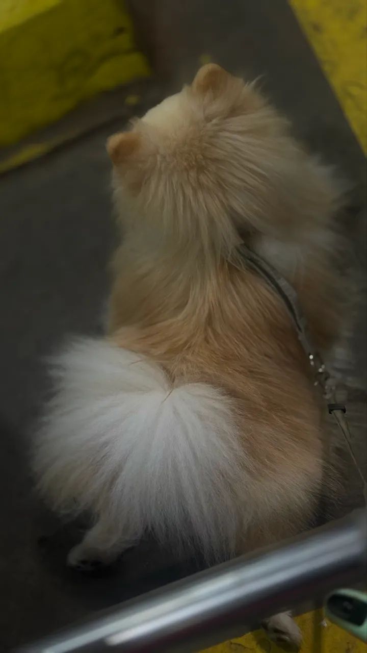 Cruza de cachorro  - Foto 2