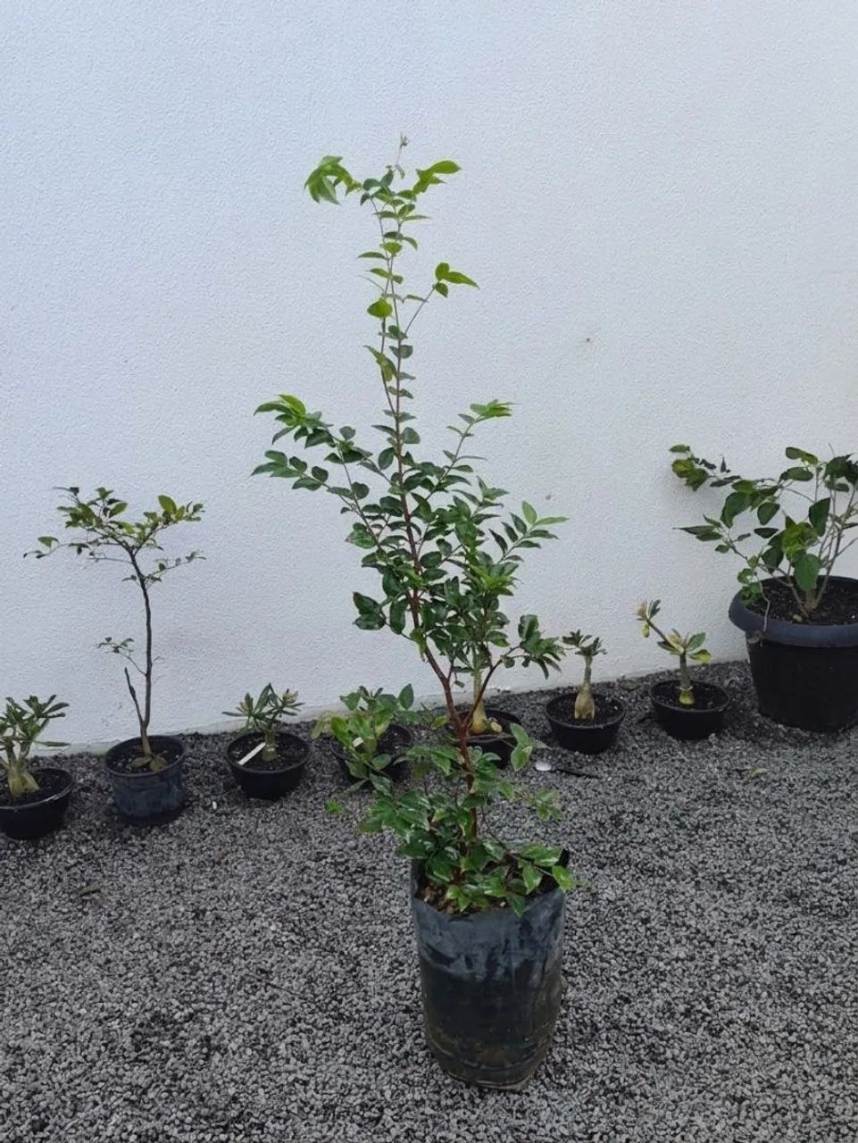Jaboticaba híbrida já produzindo  - Foto 2