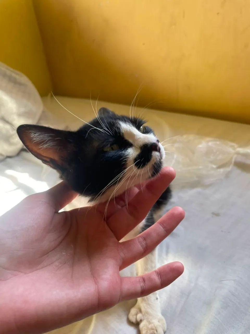 Doação de uma gata  - Foto 2