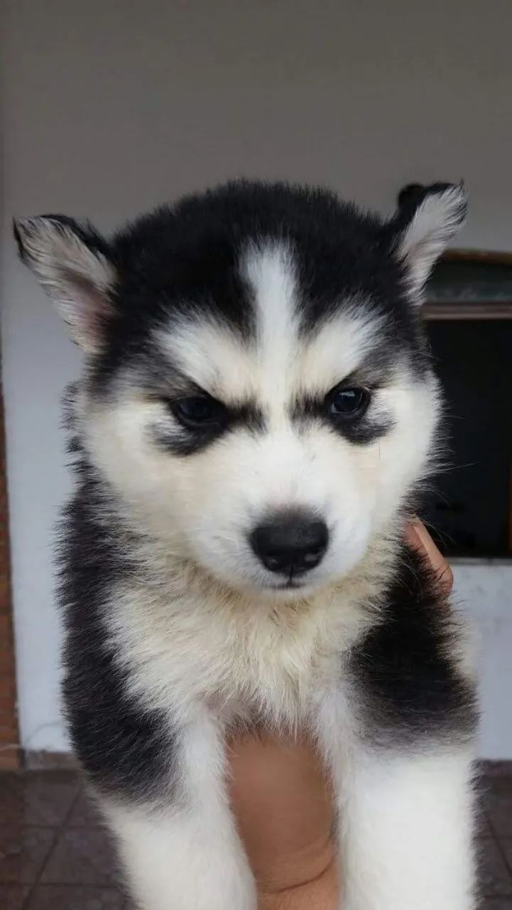 Husky macho filhote  - Foto 3