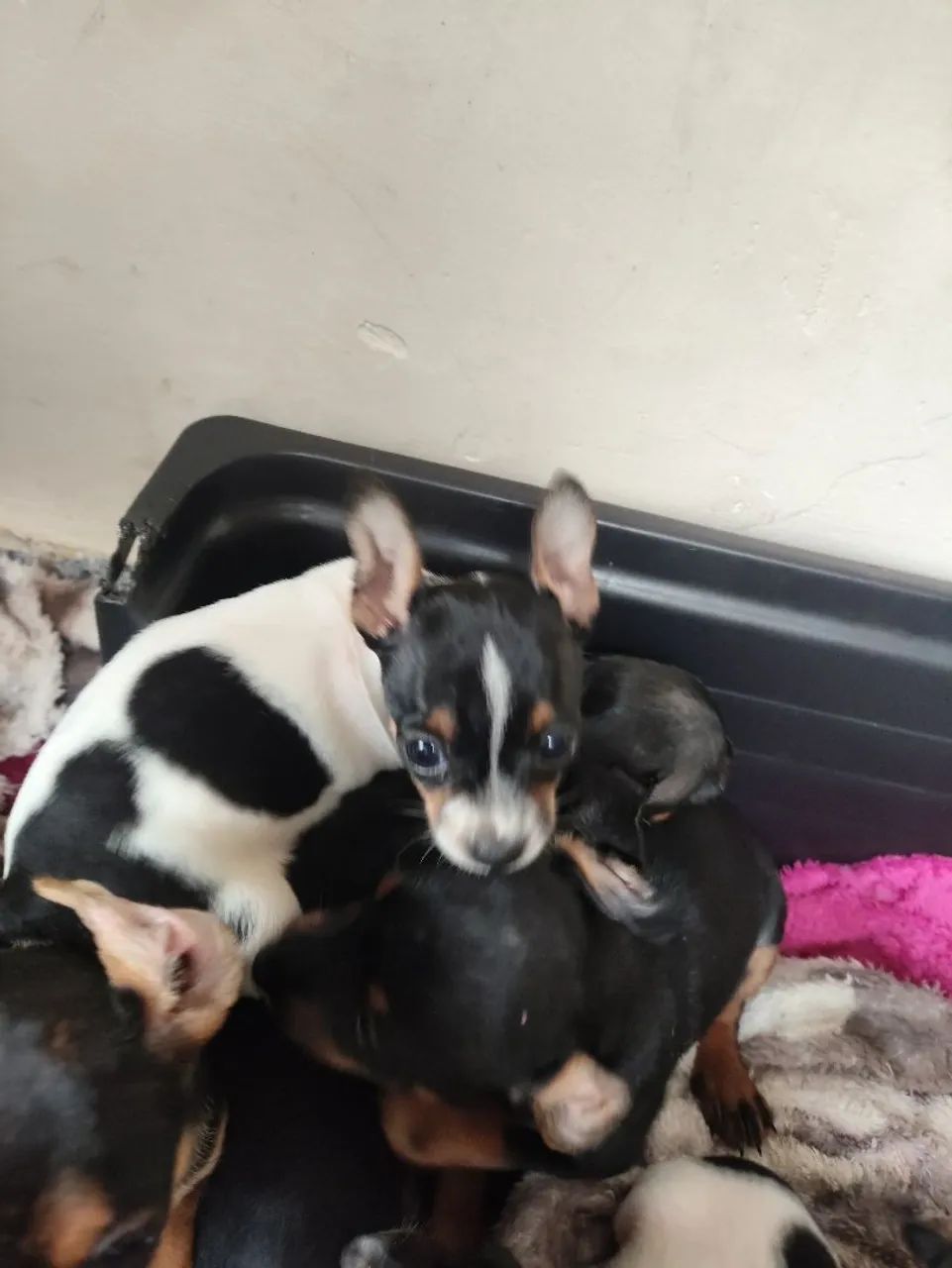 Cachorro pinscher  - Foto 5