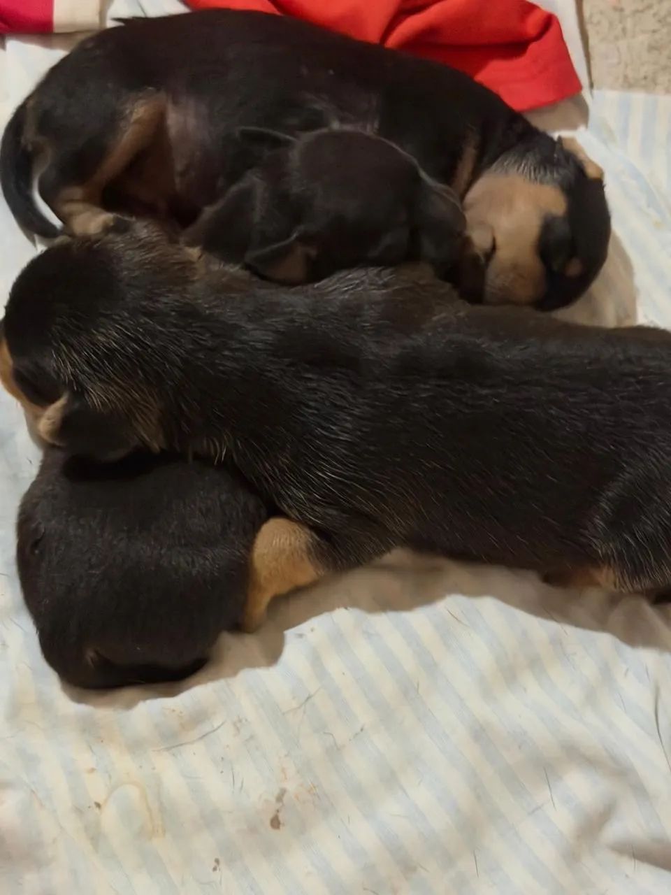 Cachorro pinche  - Foto 5