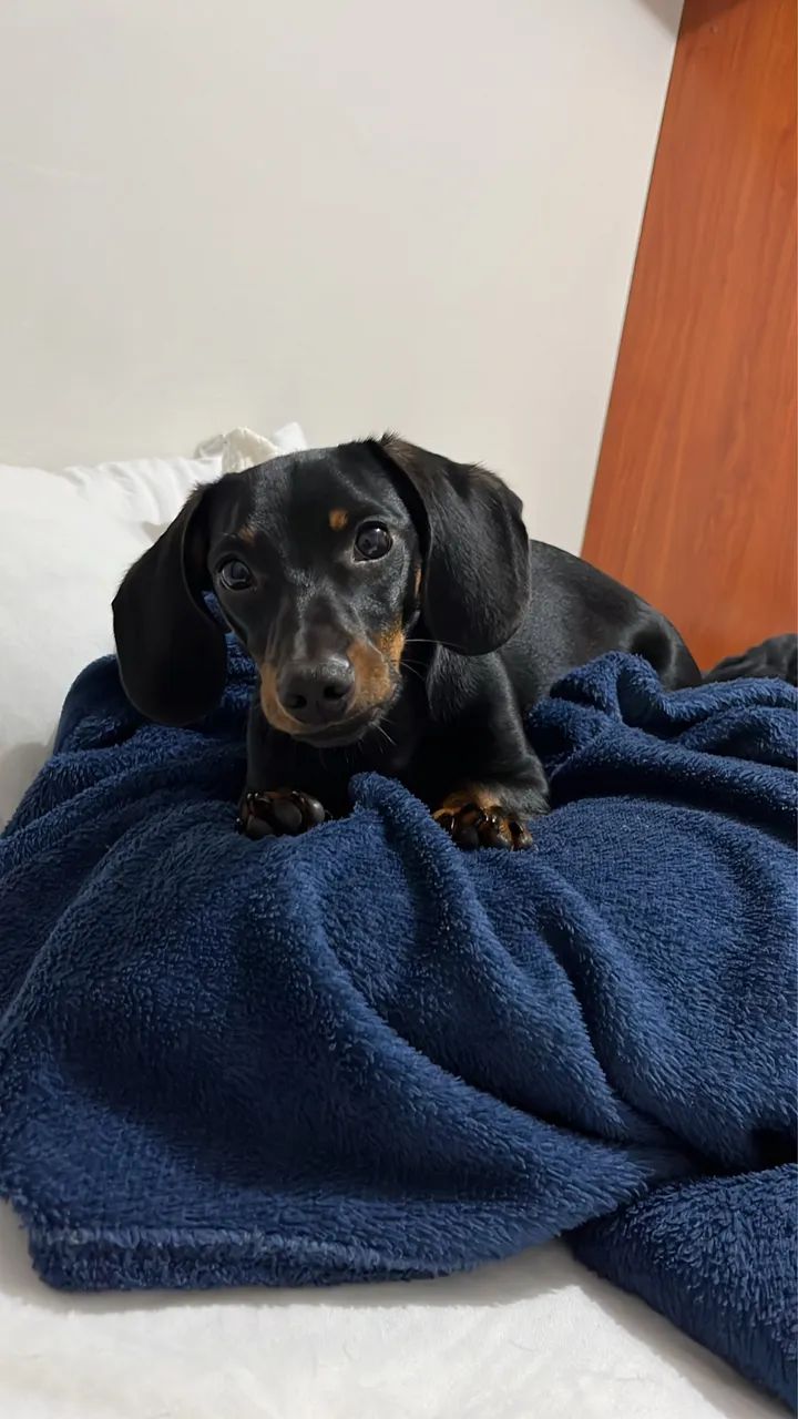 Dachshund