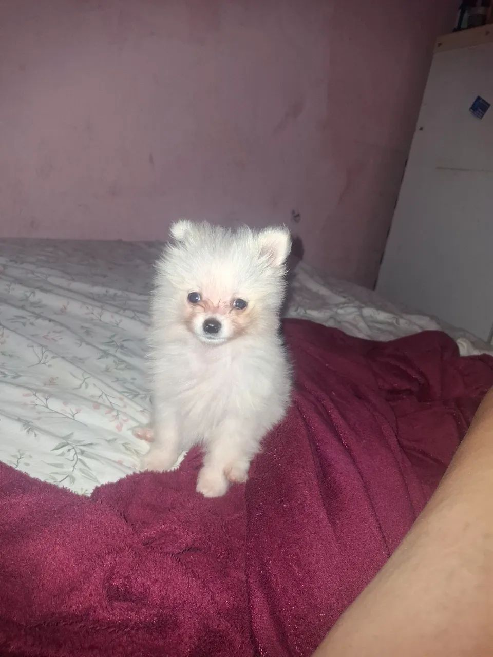 Cachorro spit alemao 