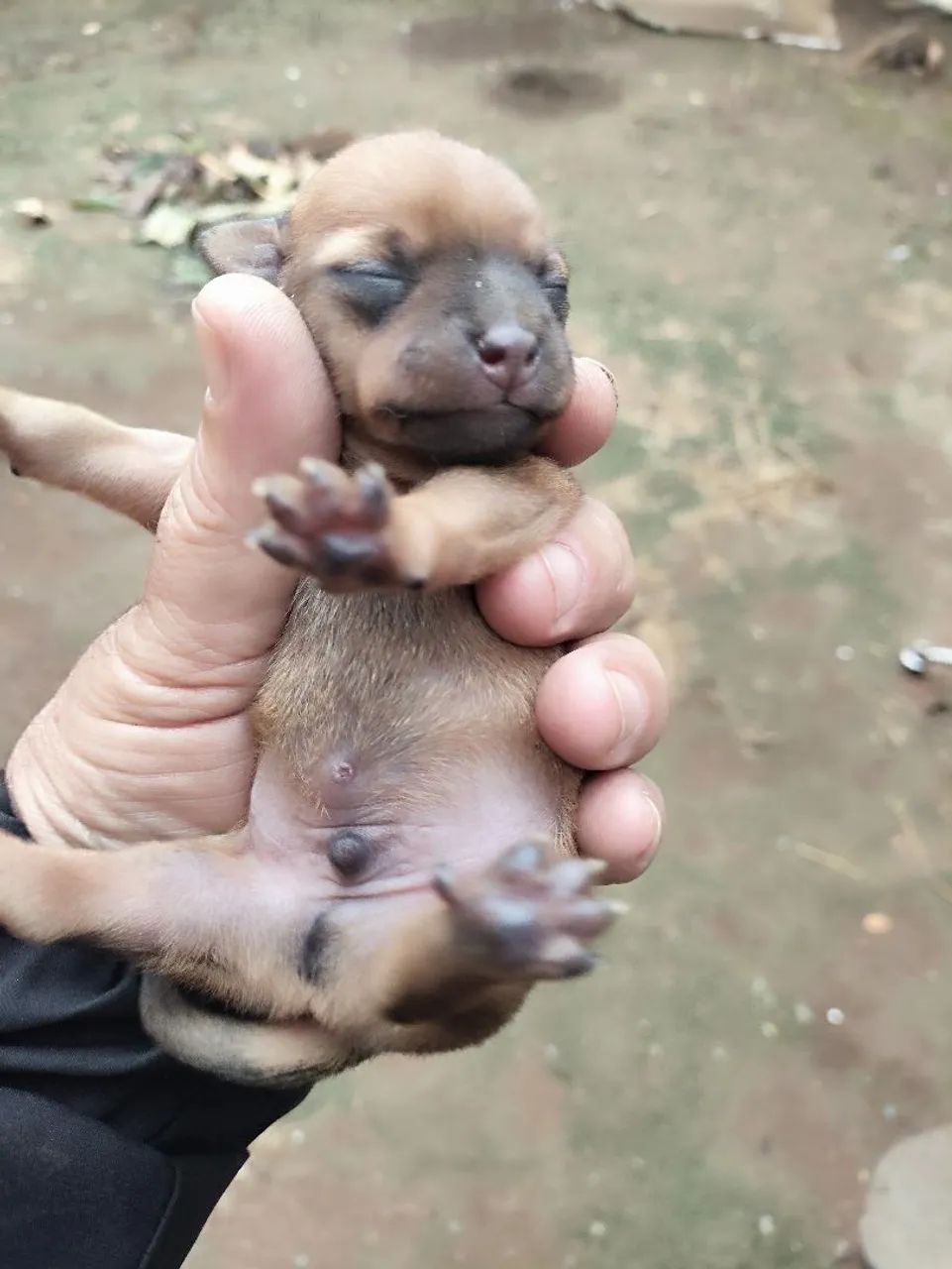 Filhotes de pinscher  - Foto 4