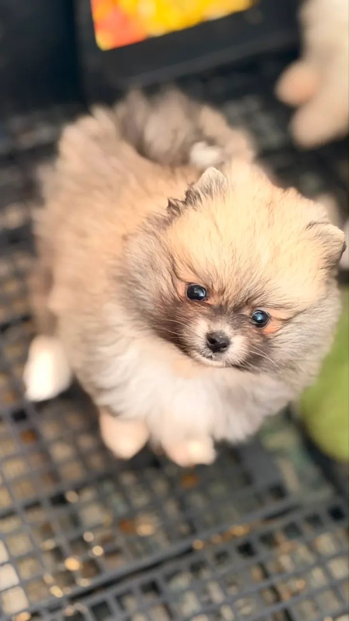 Animais  - Foto 3