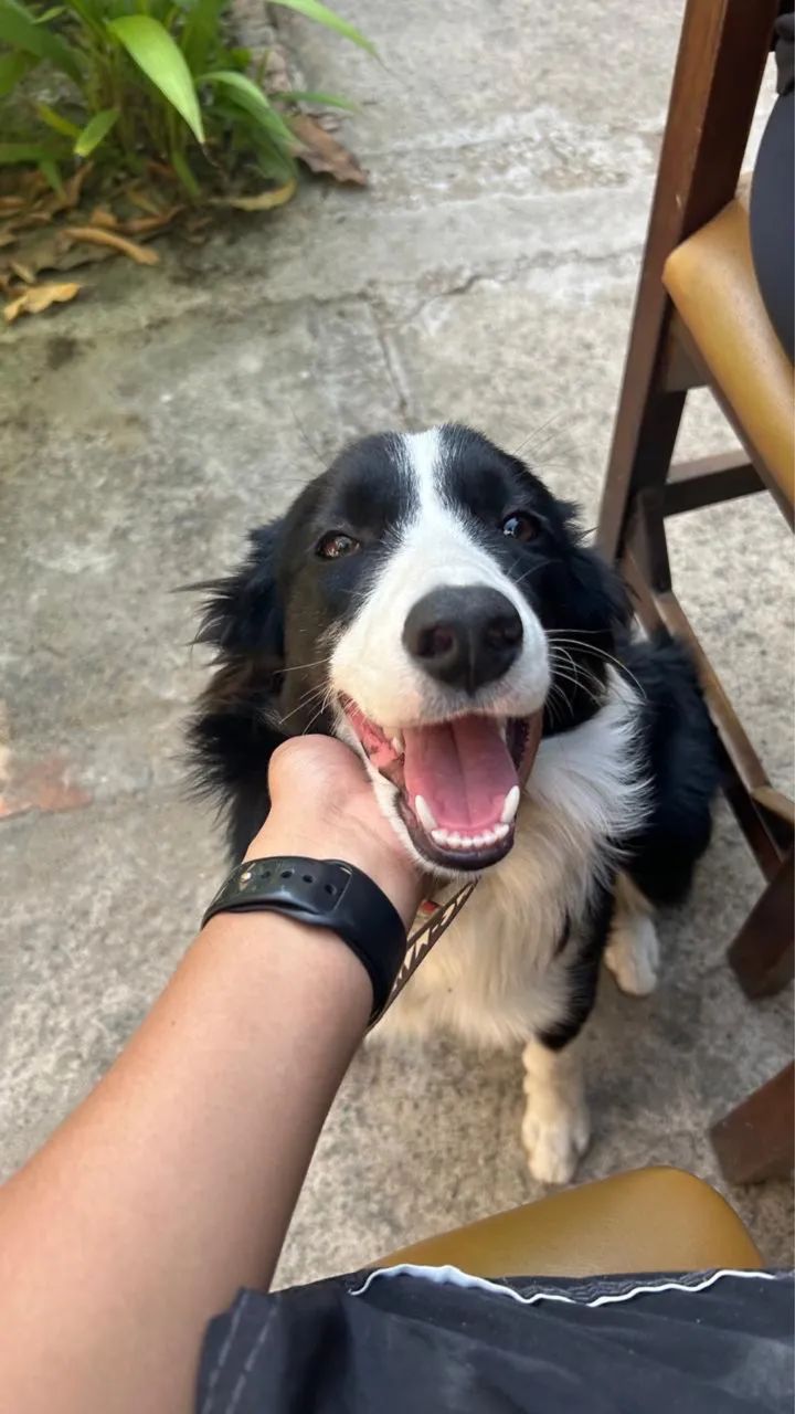 Passeador de cães / dog walker - Foto 2