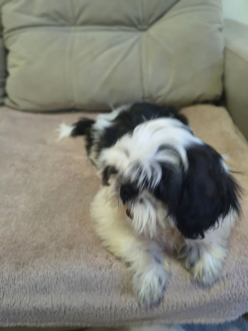 Shihtzu e Lhasa Apso a partir de 800 - Foto 5