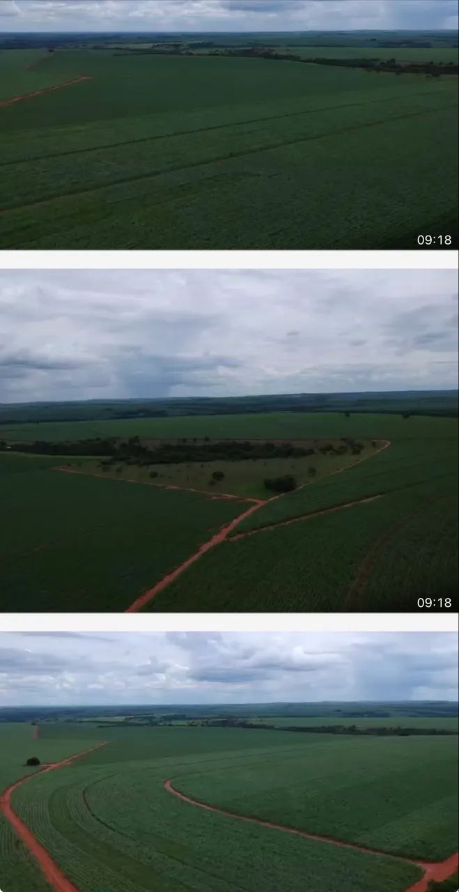 Fazenda com plantação amendoim  - Foto 3