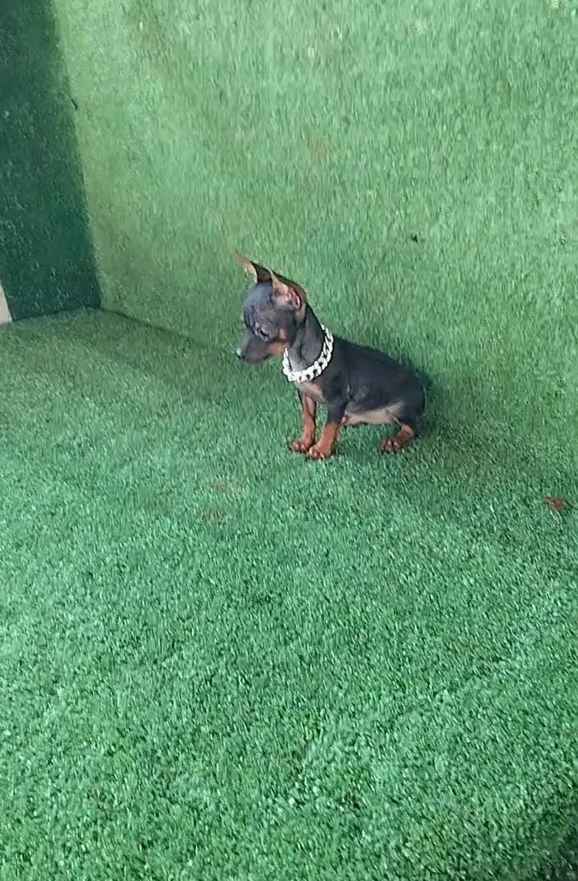 Pinscher vacinação importada 00 - Foto 2