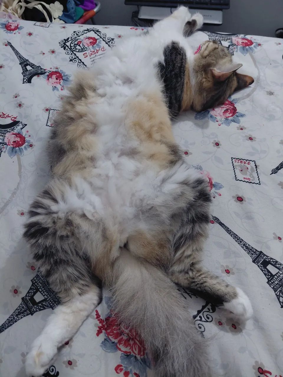 Babá de pets e cats!  - Foto 2