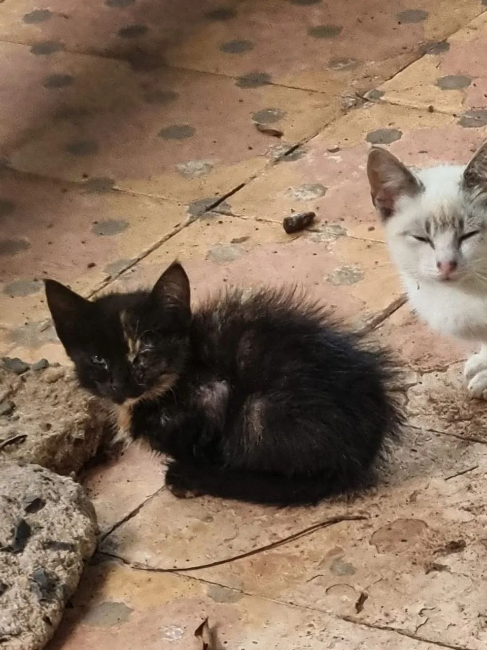 Filhotes gato - Foto 5