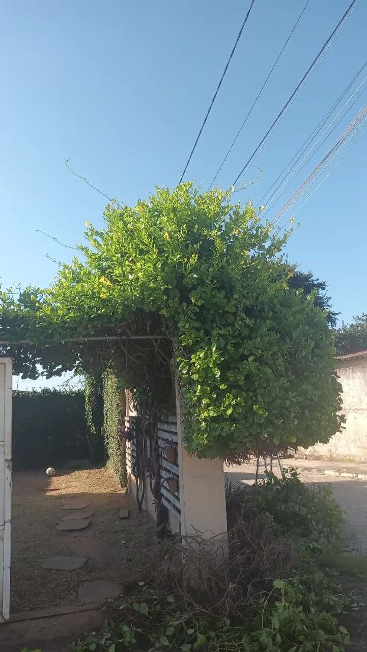 Ofereço meus serviços de jardim - Foto 2