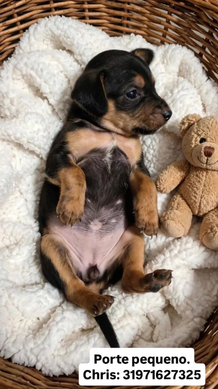 Doação de cachorro  - Foto 4