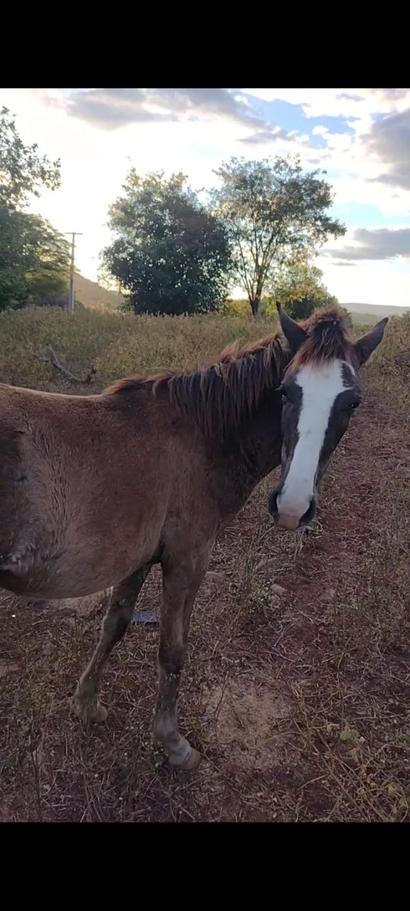 Cavalo - Foto 3