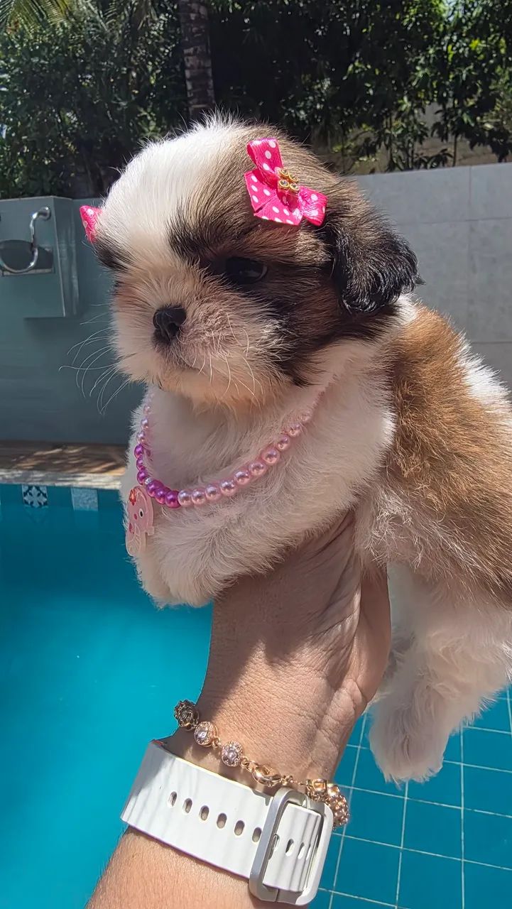 Shih tzu fêmea e macho disponível.. - Foto 4