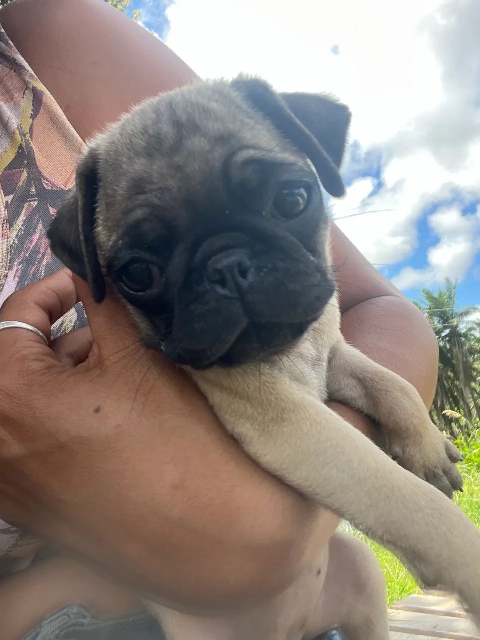 Pug - Foto 2