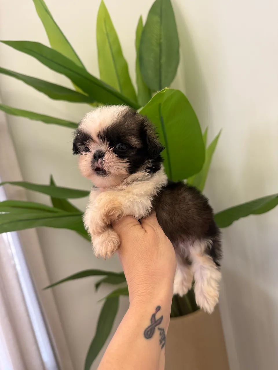 Shih tzu macho mini - Foto 3