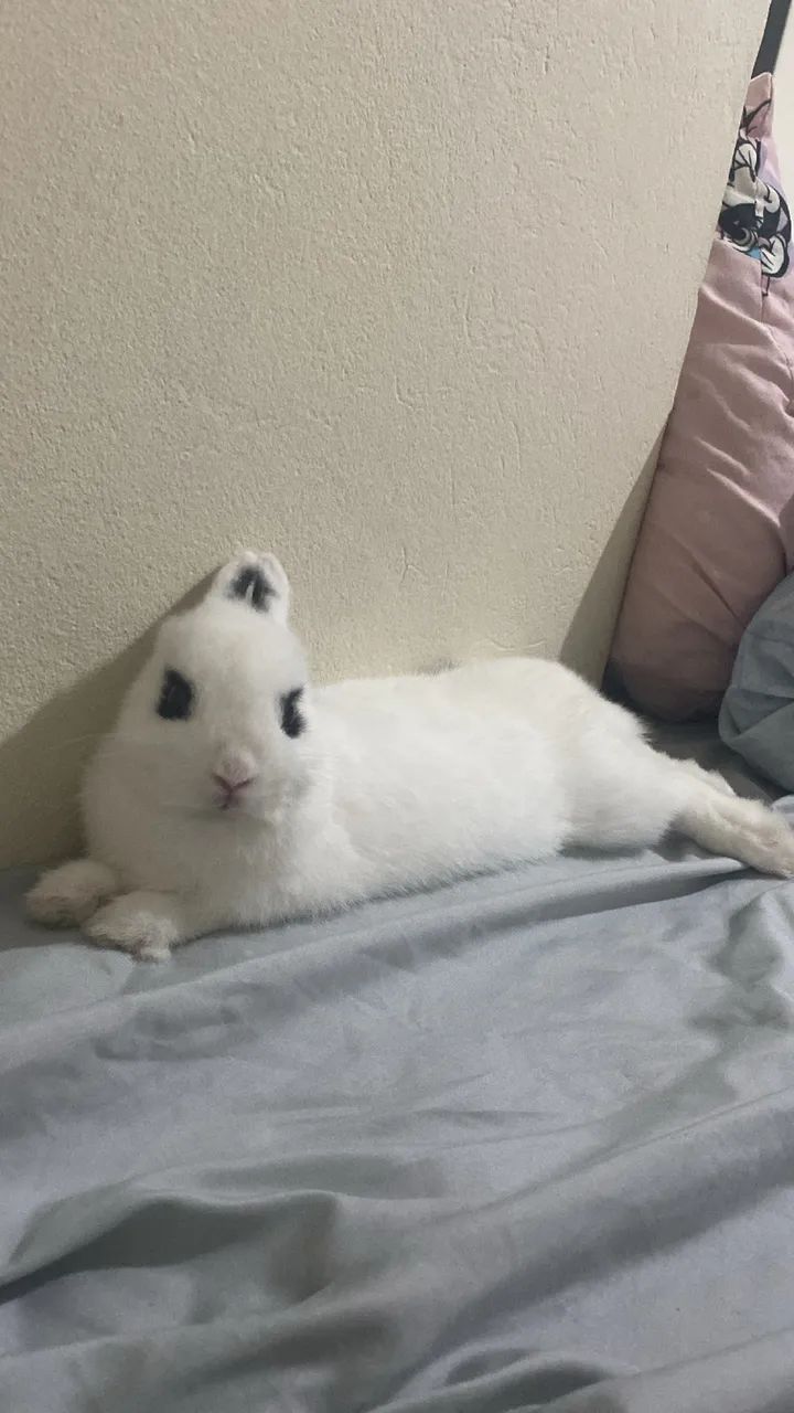 Doação de coelho - Foto 3