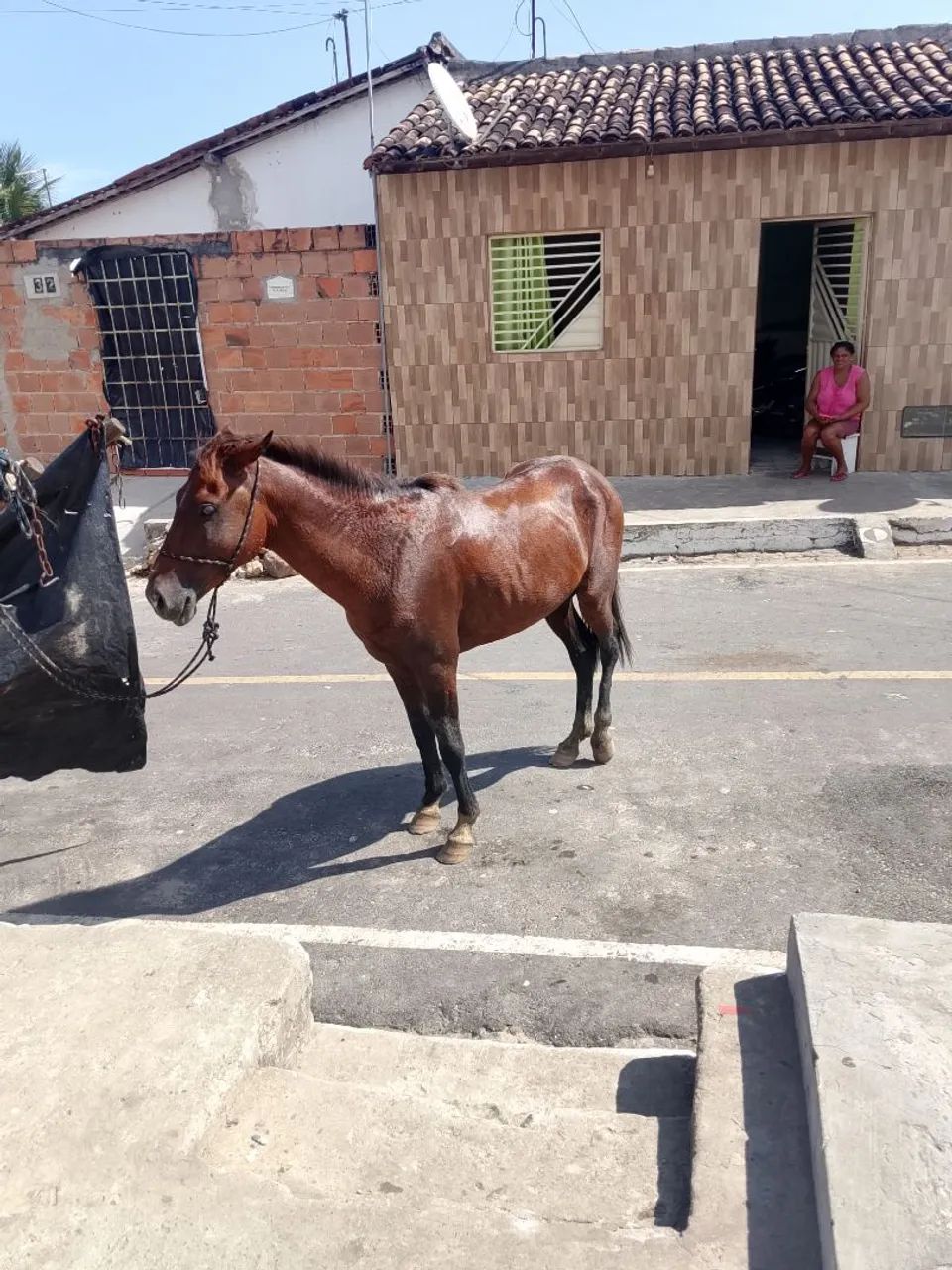 Cavalo - Foto 2